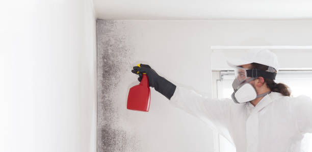 Best Commercial Mold Remediation in Orwell, OH