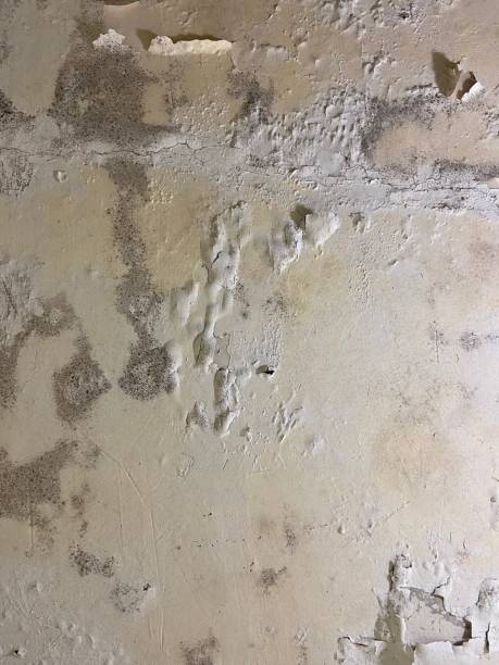 Best Residential Mold Remediation in Orwell, OH