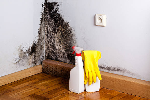 Best Attic Mold Remediation in Orwell, OH